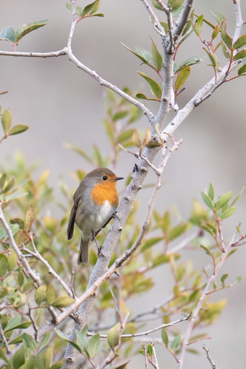 European Robin - ML613285513