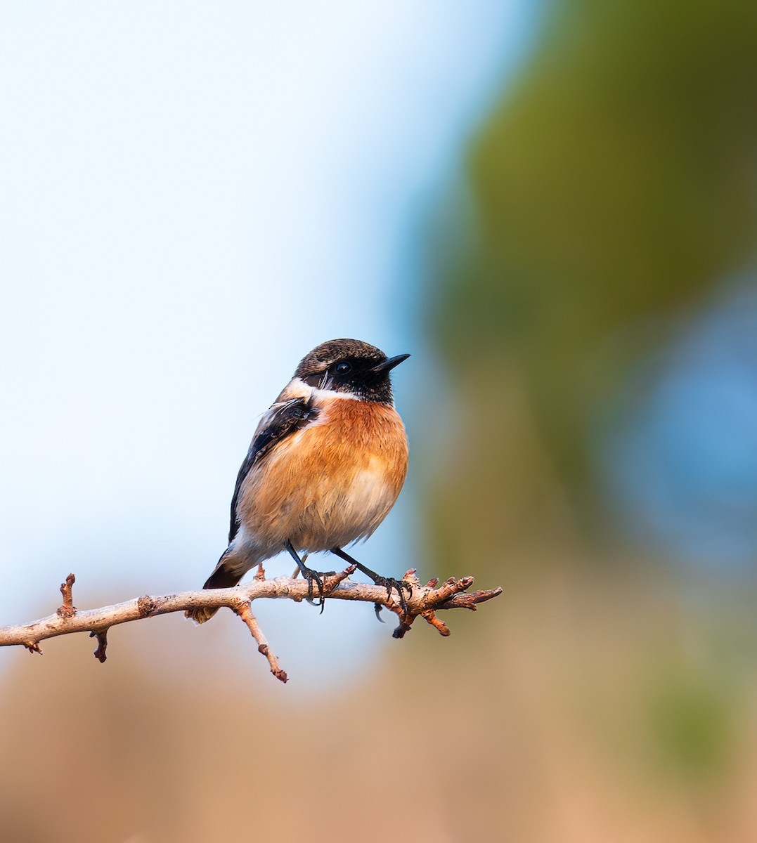 European Stonechat - ML613285530