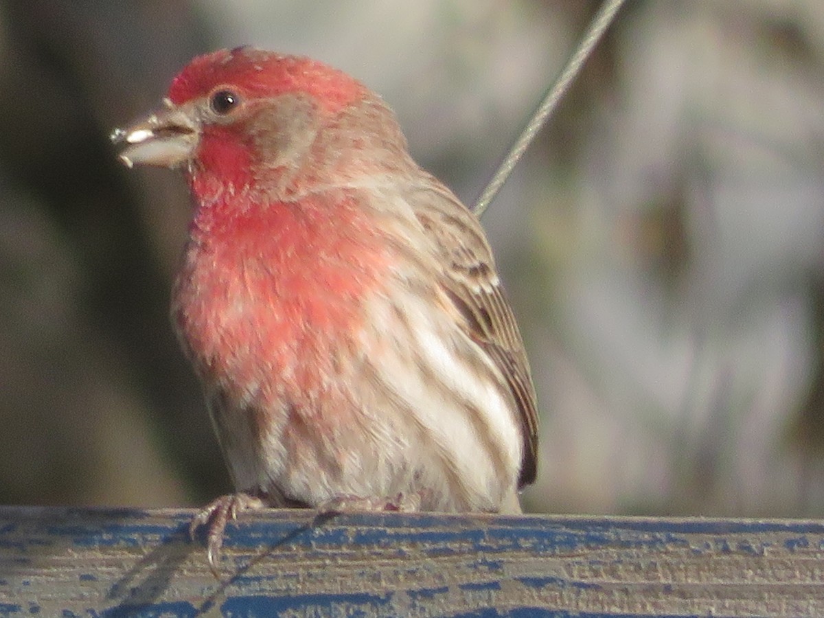 House Finch - Paul Sellin