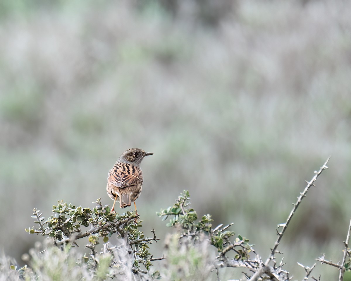 Dunnock - ML613285563