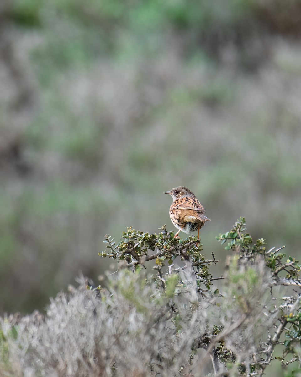 Dunnock - George Meimaris