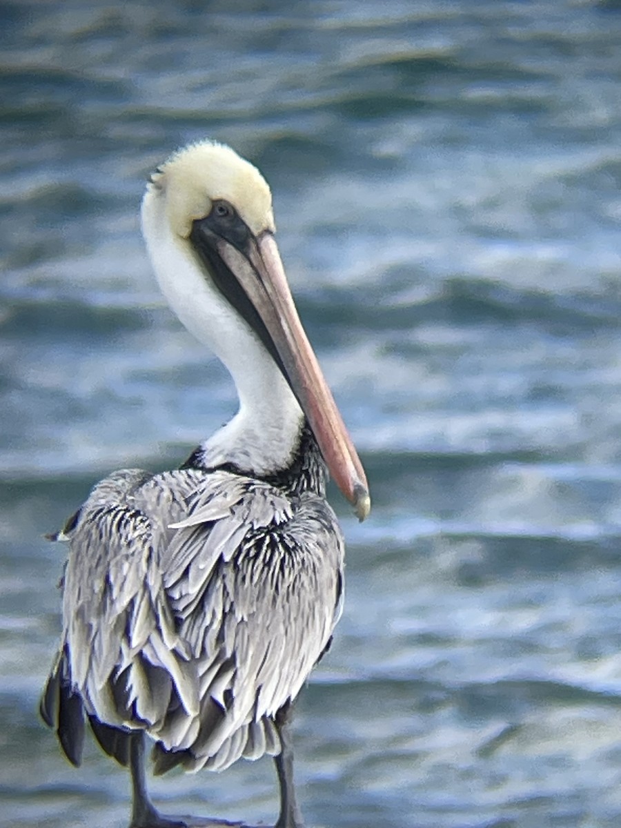 pelikán hnědý - ML613285568