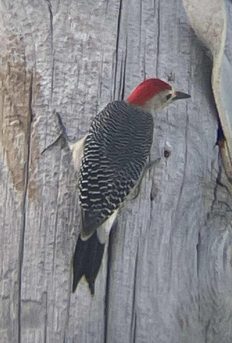 Golden-fronted Woodpecker - ML613285584