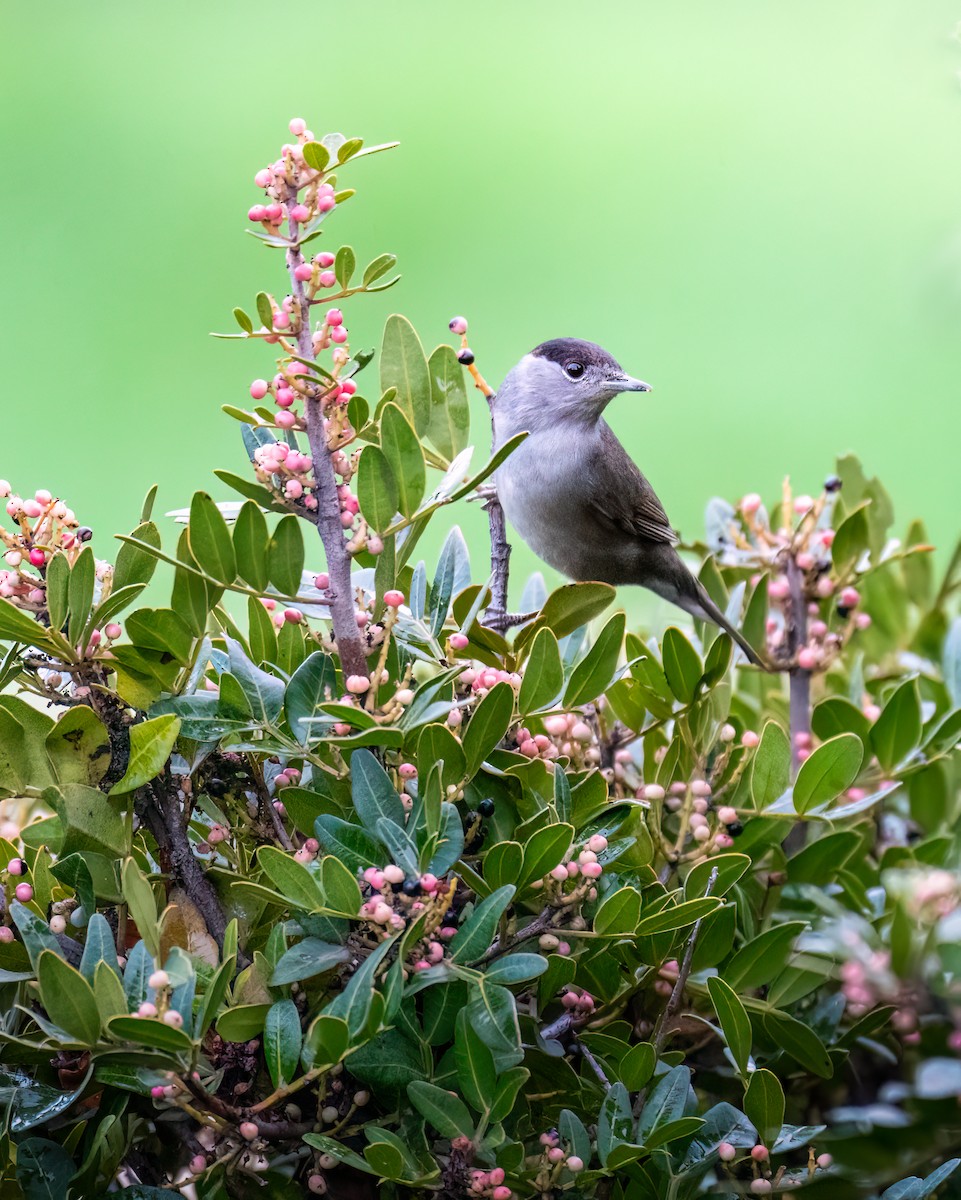 Eurasian Blackcap - ML613285609