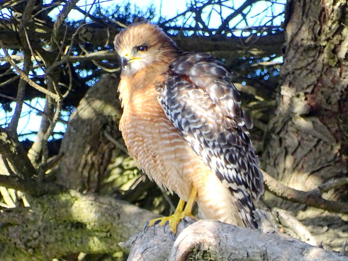 Red-shouldered Hawk - ML613285610