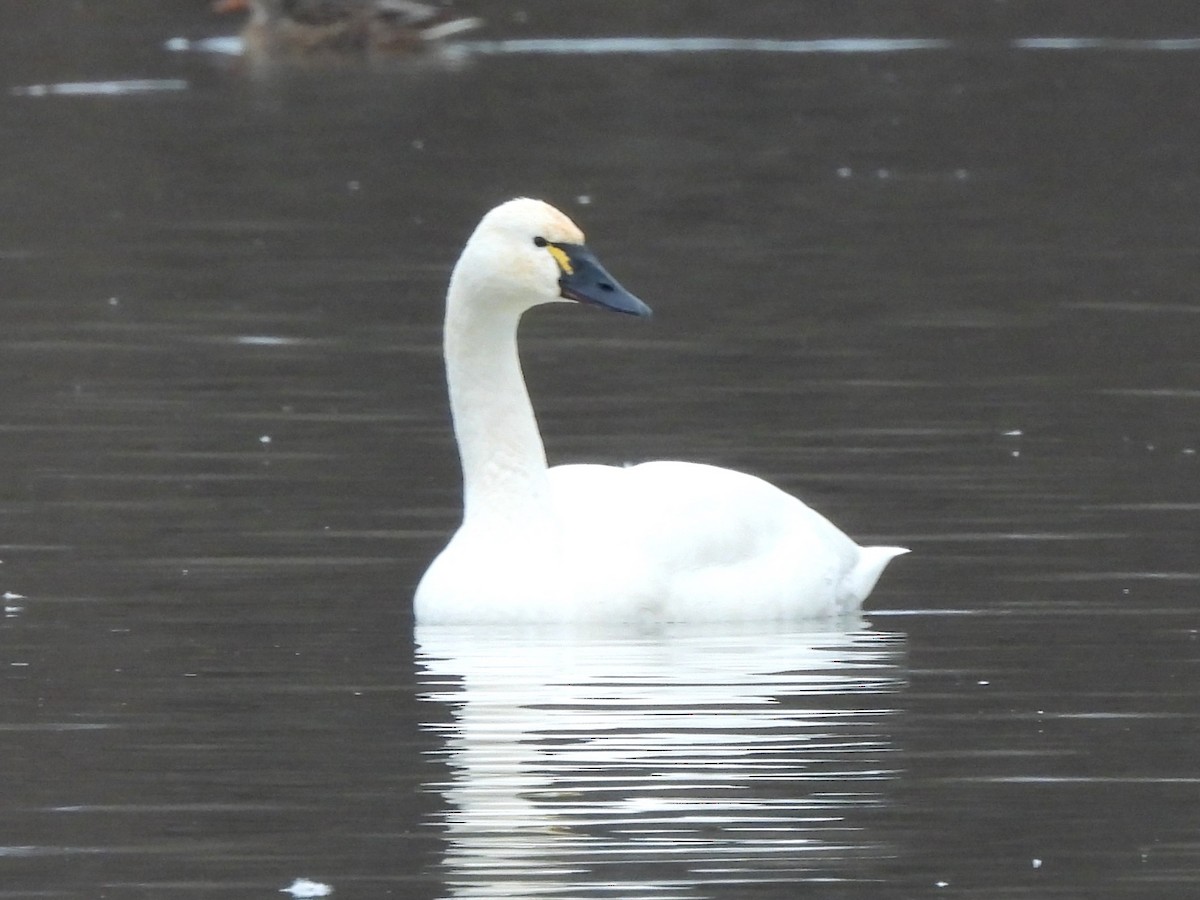 Cigno minore - ML613285617