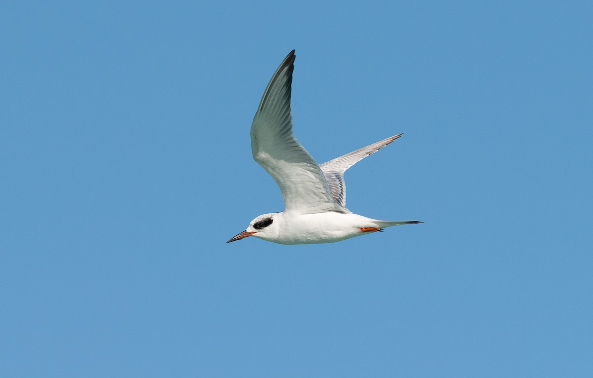 Forster's Tern - Miguel  Mejias