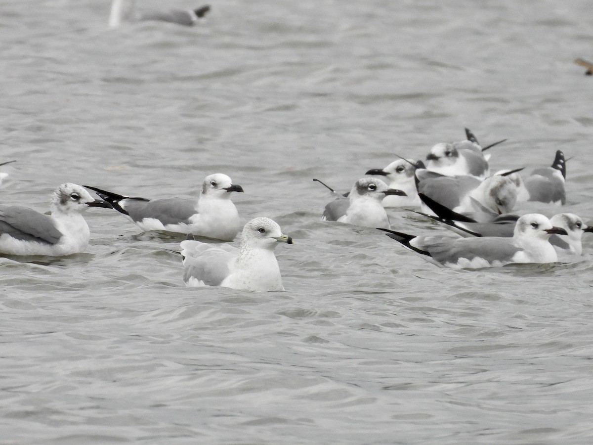 Ring-billed Gull - Steve Bielamowicz