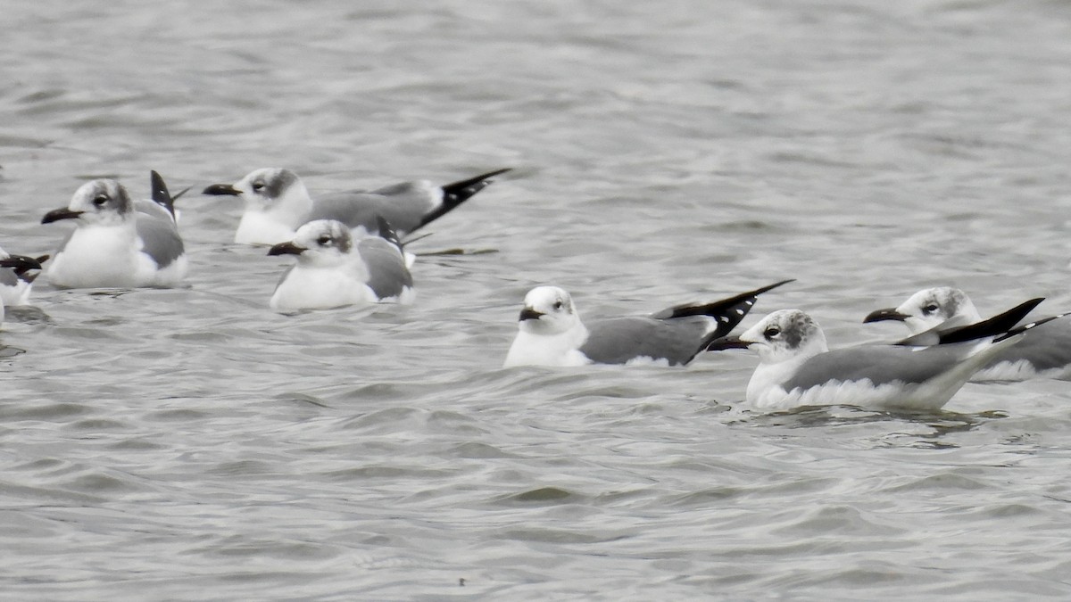 Laughing Gull - ML613285694