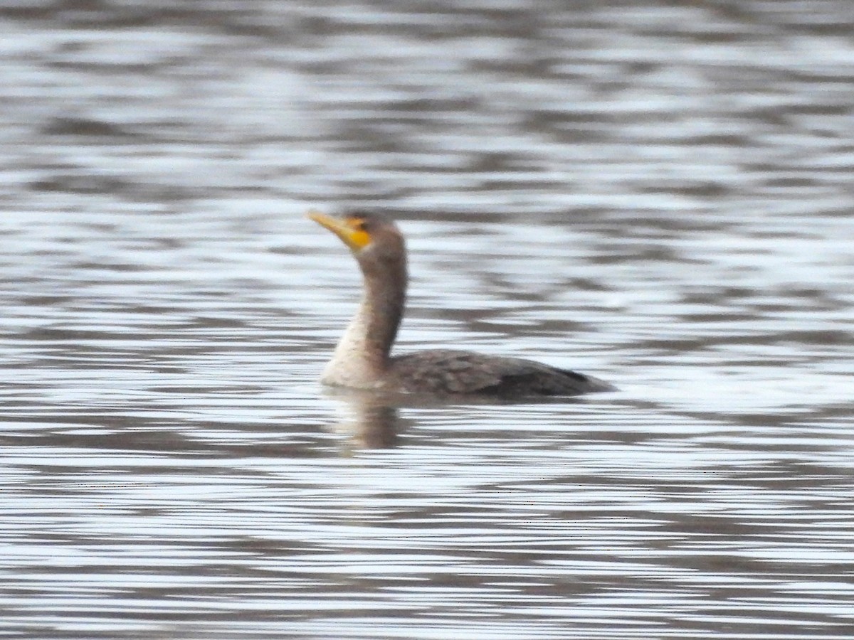 Double-crested Cormorant - ML613285765