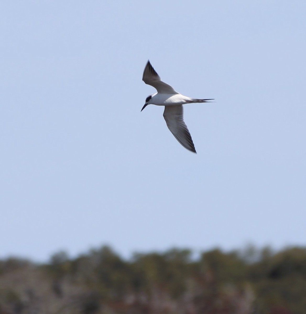 Forster's Tern - Glenn Blaser