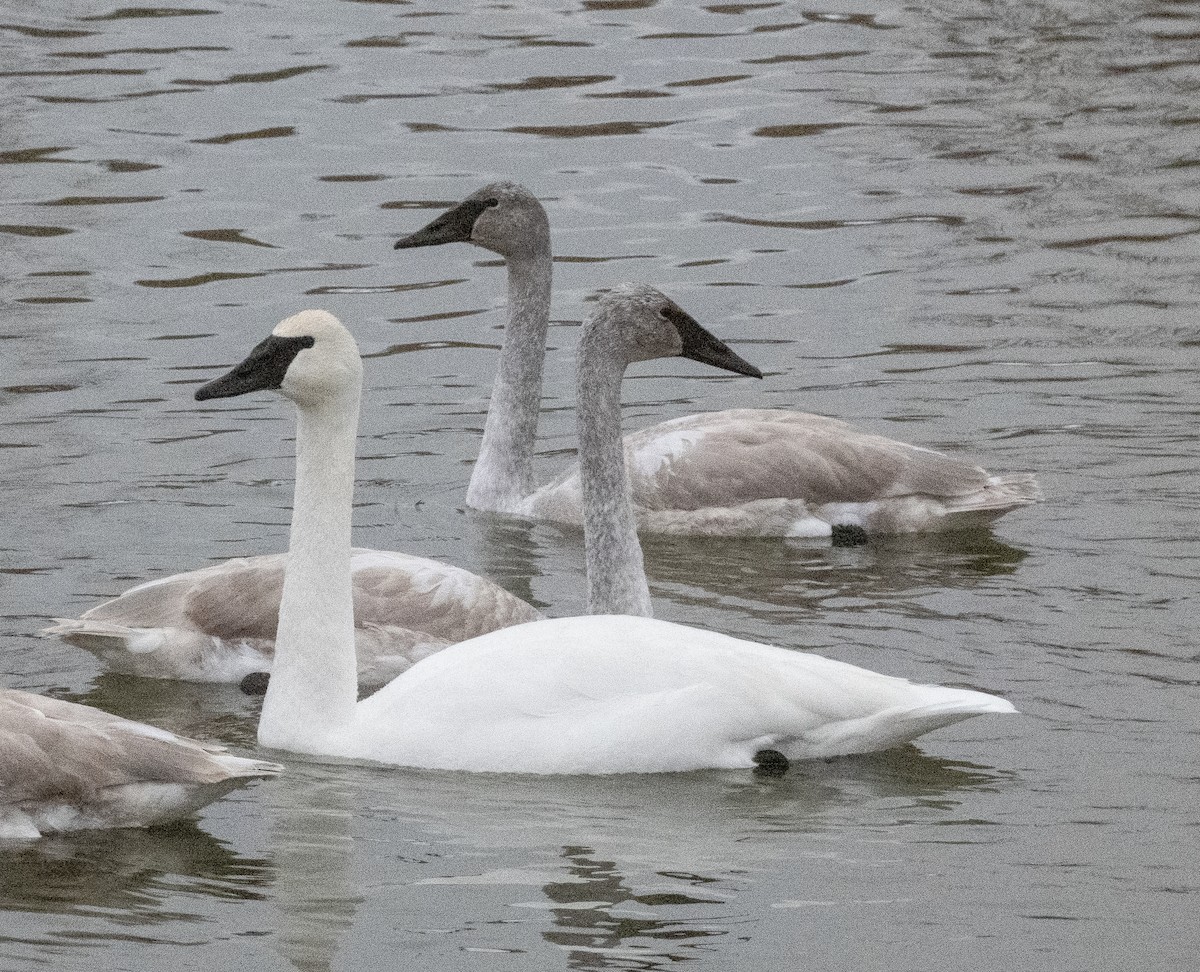 Trumpeter Swan - ML613285868