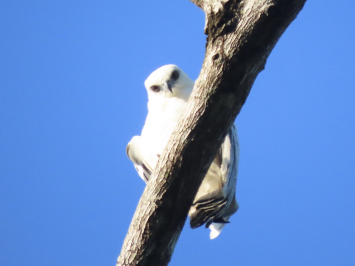 White Hawk - ML613285915