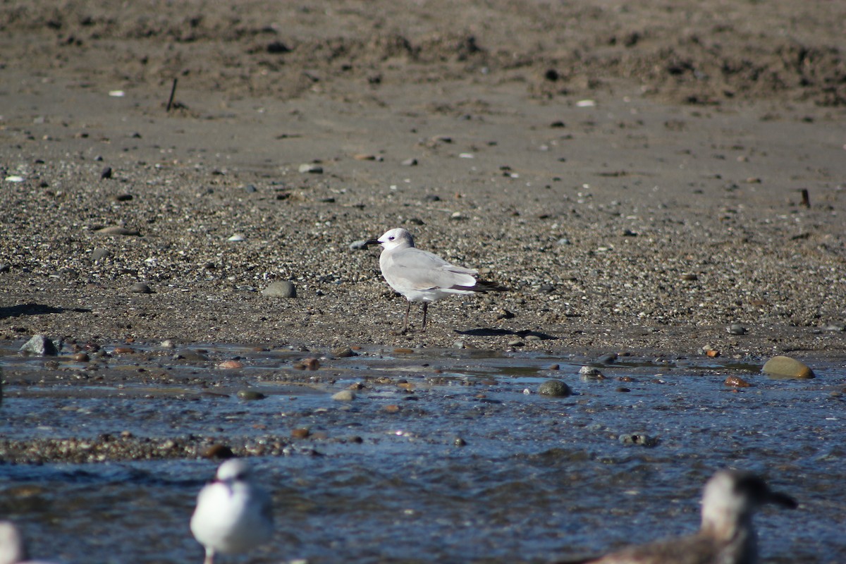 Laughing Gull - ML613285929