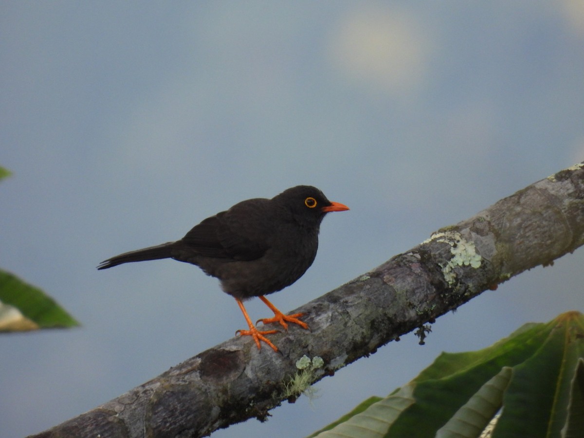 Great Thrush - ML613285933