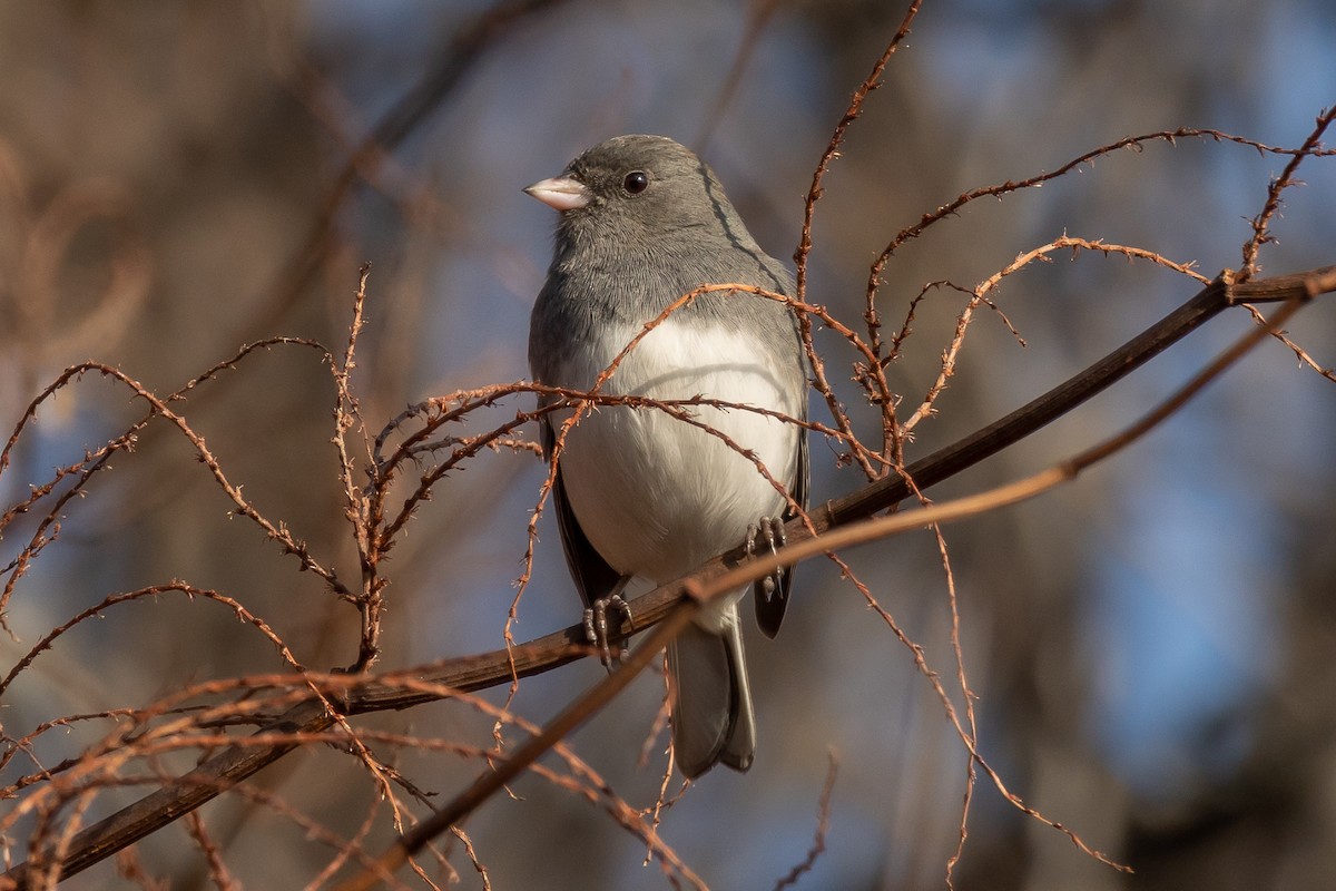 Dark-eyed Junco (Slate-colored) - Will Krohn