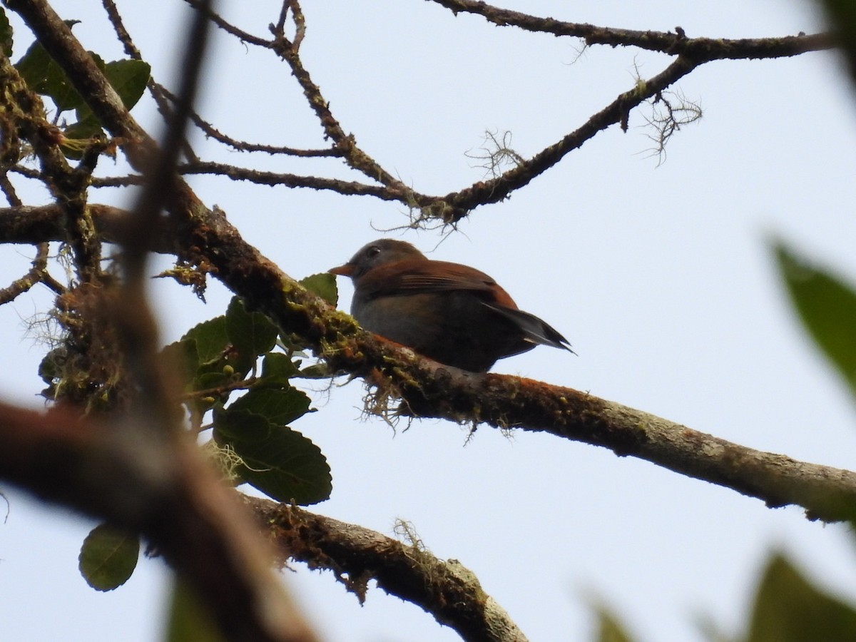 Andean Solitaire - ML613285998