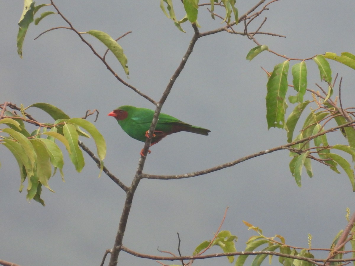 Grass-green Tanager - ML613286050