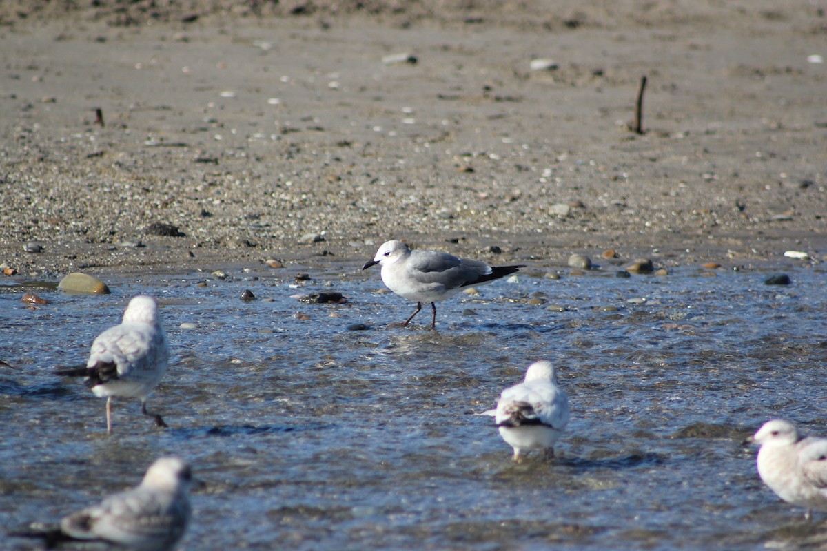 Laughing Gull - ML613286054