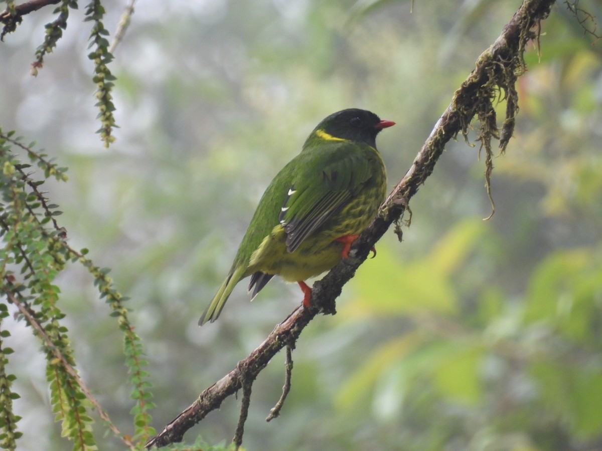 Green-and-black Fruiteater - ML613286065