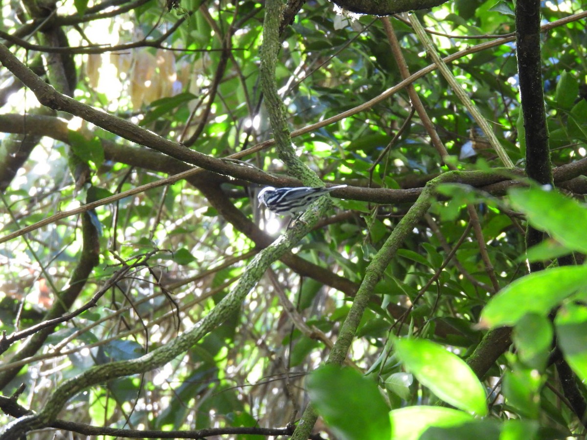 Black-and-white Warbler - ML613286071