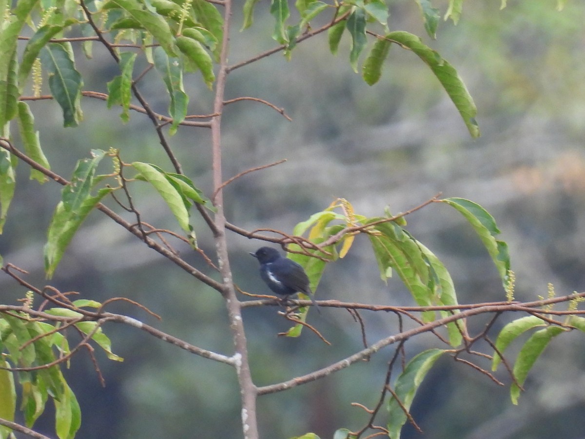 White-sided Flowerpiercer - Yehimi Astrid Fajardo Cárdenas