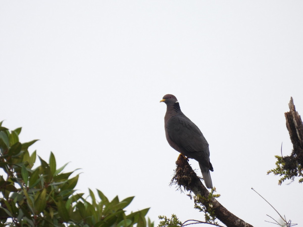 Band-tailed Pigeon - Yehimi Astrid Fajardo Cárdenas