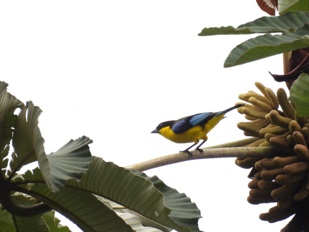 Blue-winged Mountain Tanager - ML613286117