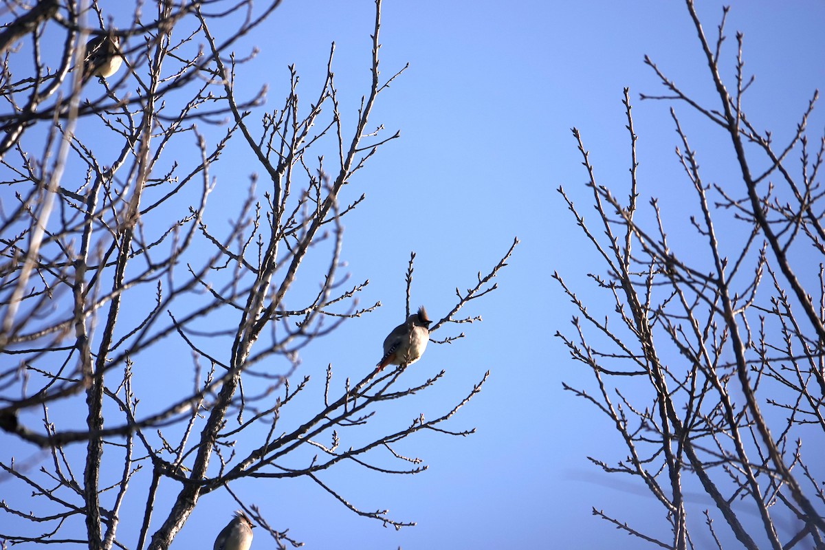 Japanese Waxwing - ML613286131