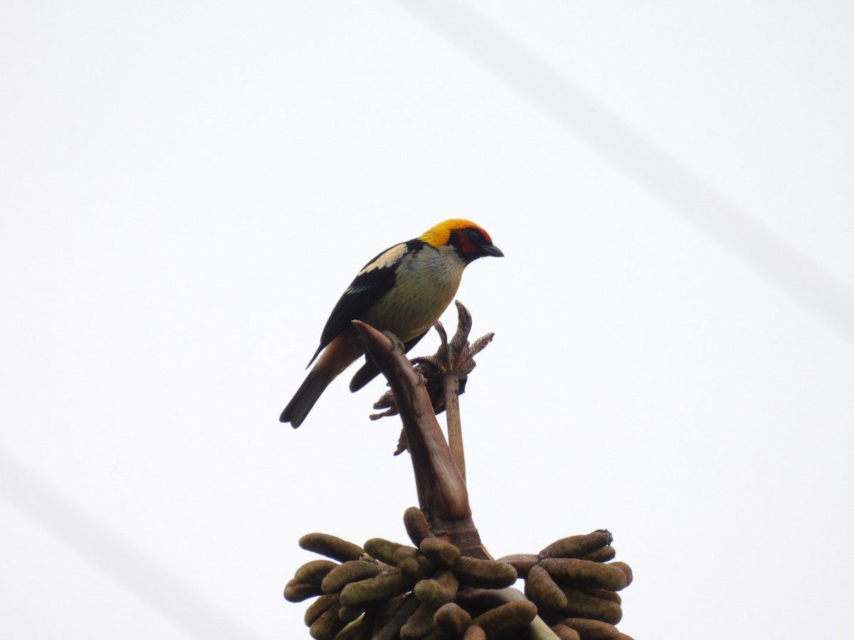 Flame-faced Tanager - ML613286150