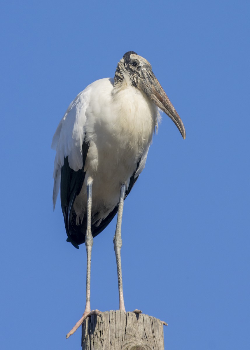 Wood Stork - Rachel Holzman