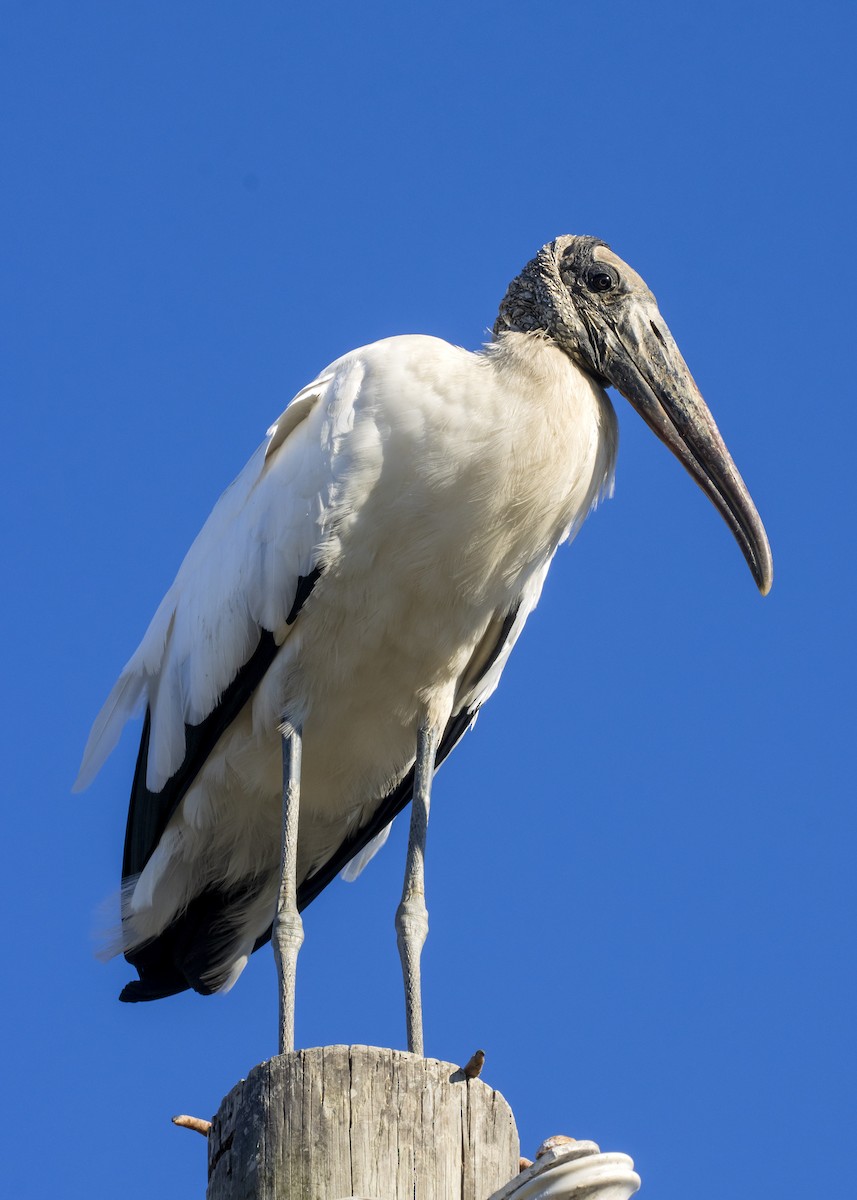 Wood Stork - Rachel Holzman