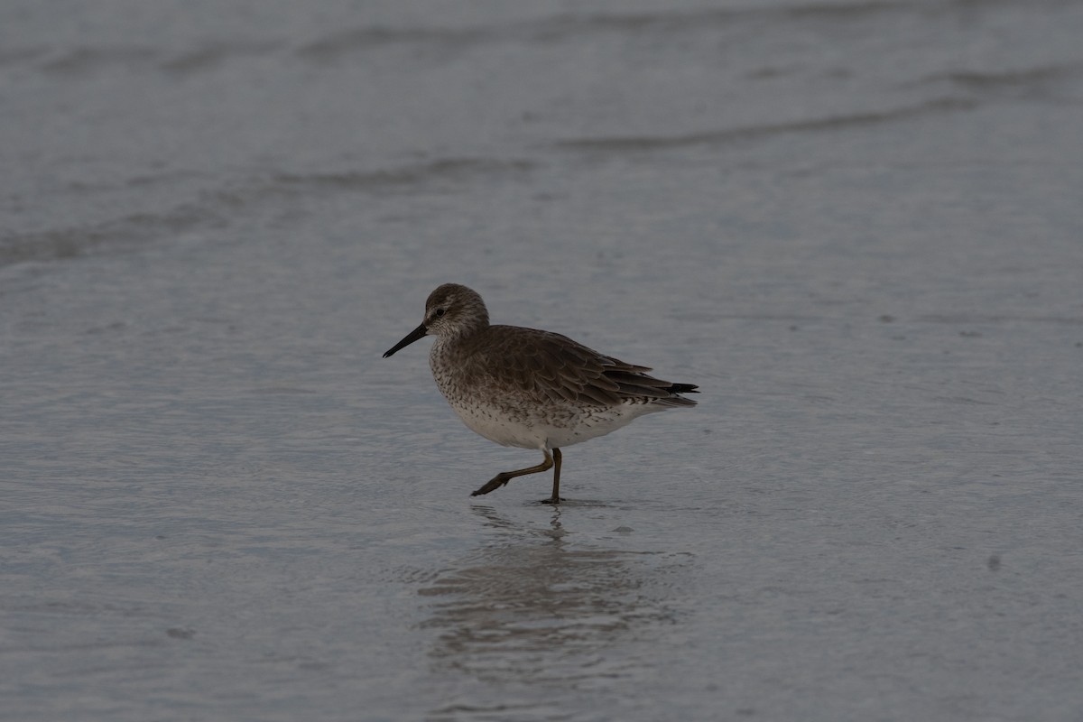 Red Knot - ML613286312