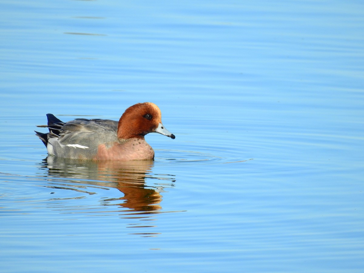 Eurasian Wigeon - ML613286396