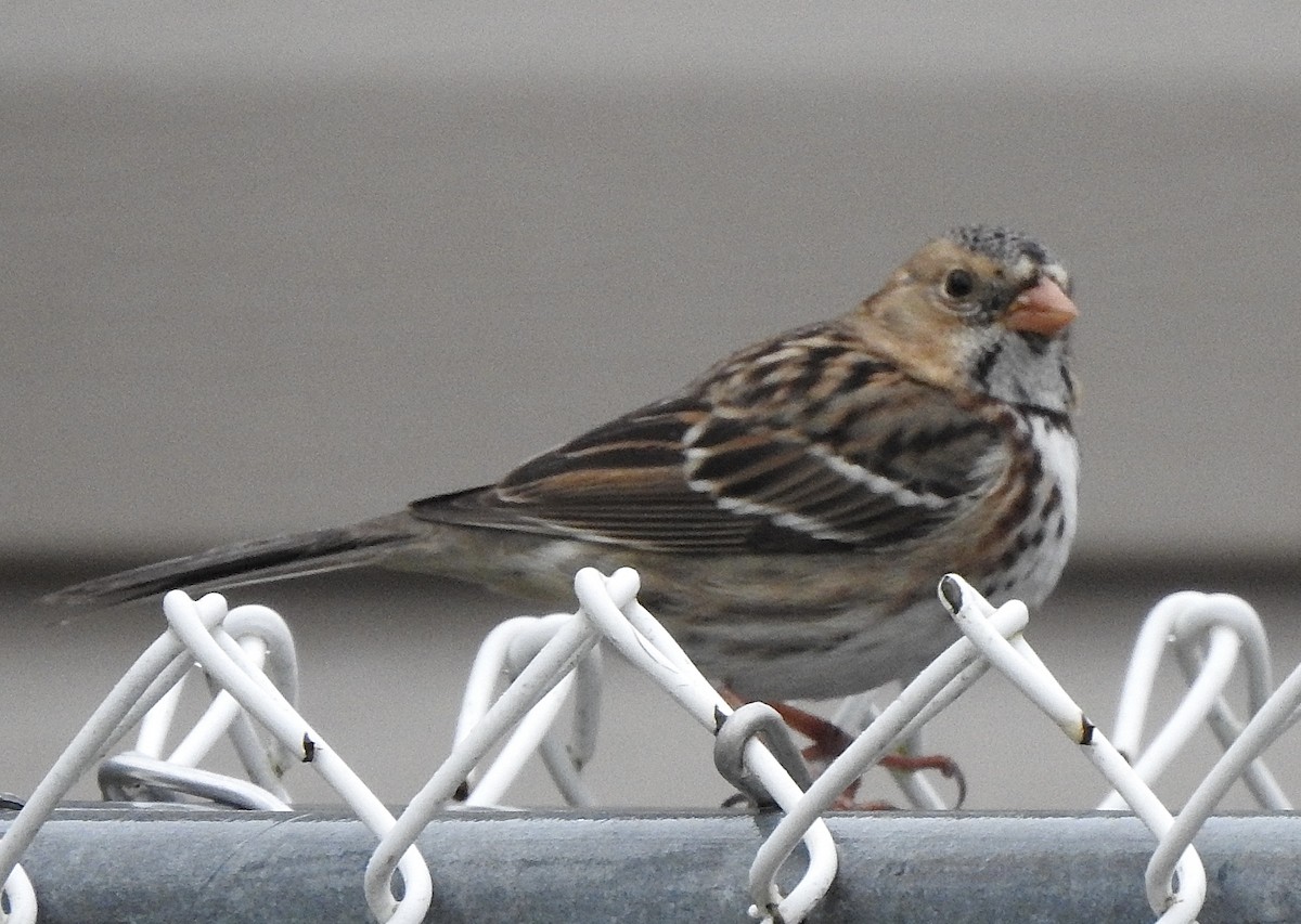 Harris's Sparrow - ML613286407