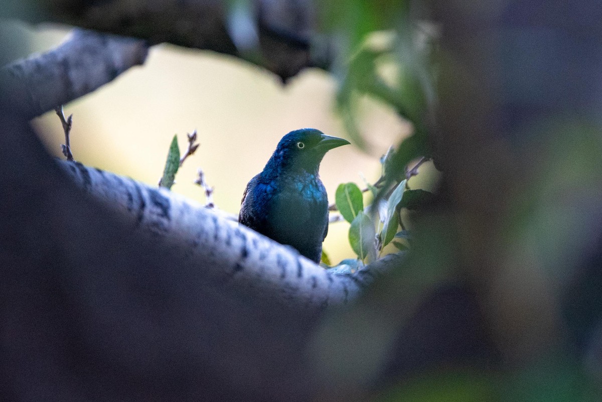 Common Grackle - ML613286420