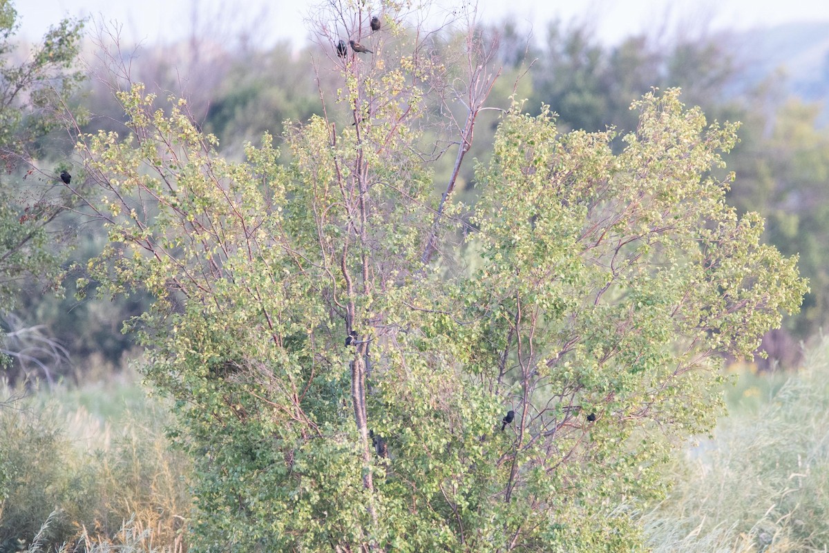 Red-winged Blackbird - ML613286422