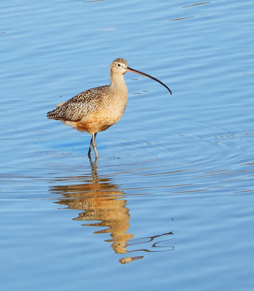 Long-billed Curlew - ML613286432