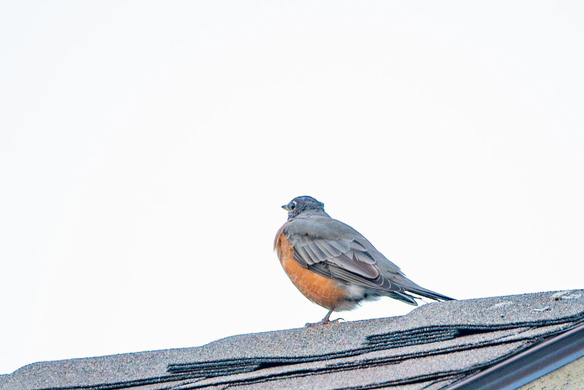 American Robin - ML613286433