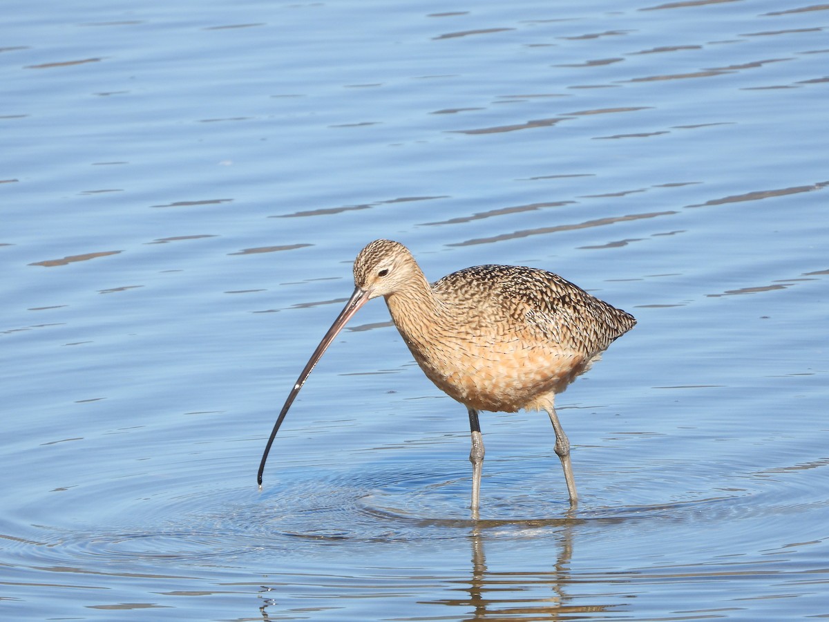 Long-billed Curlew - ML613286434