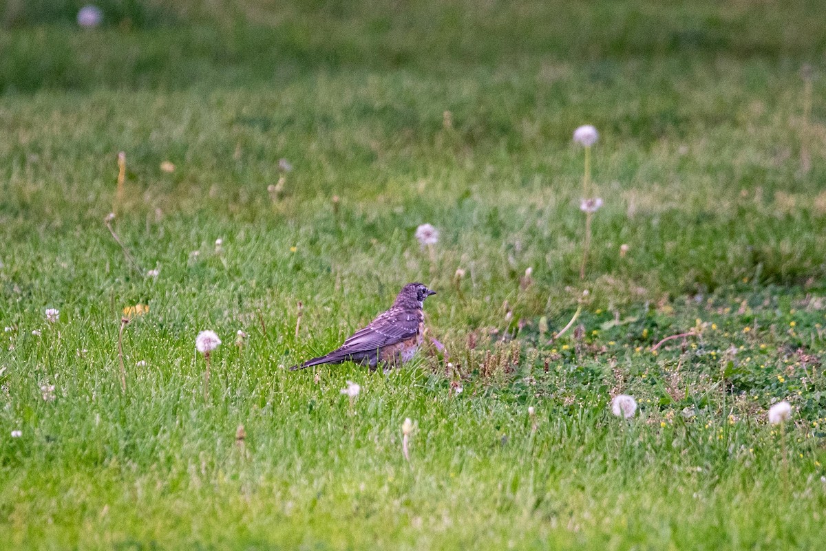 American Robin - ML613286435