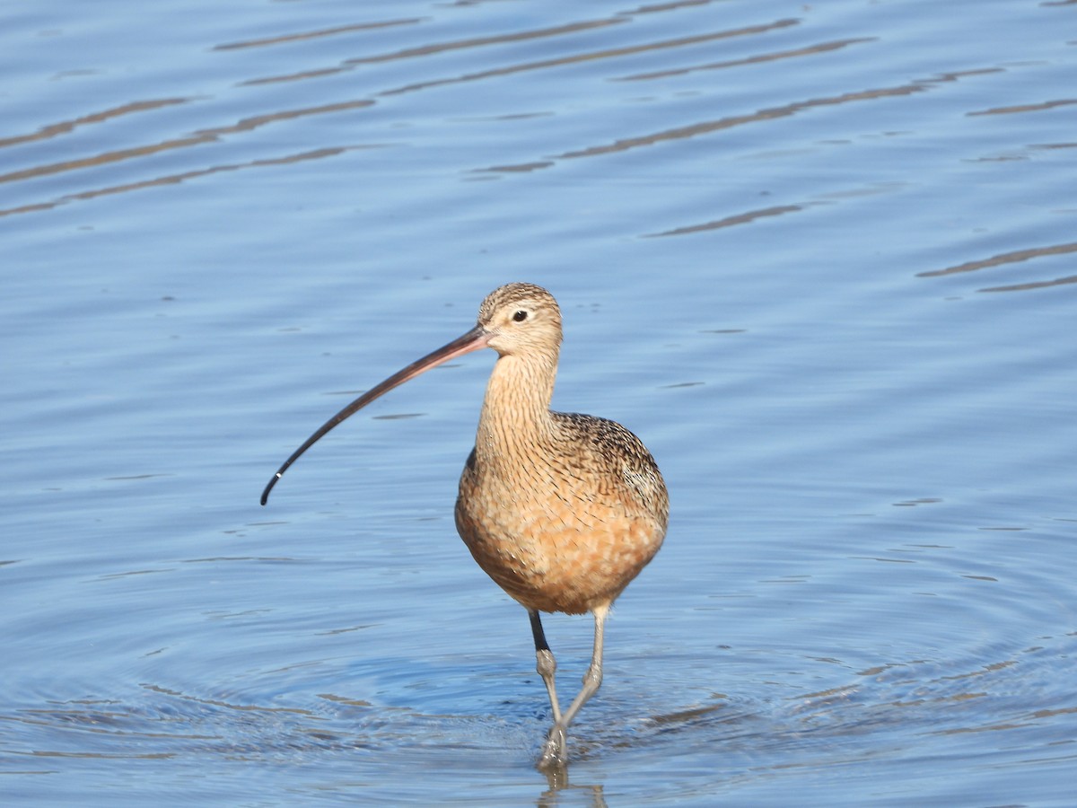 Long-billed Curlew - ML613286436