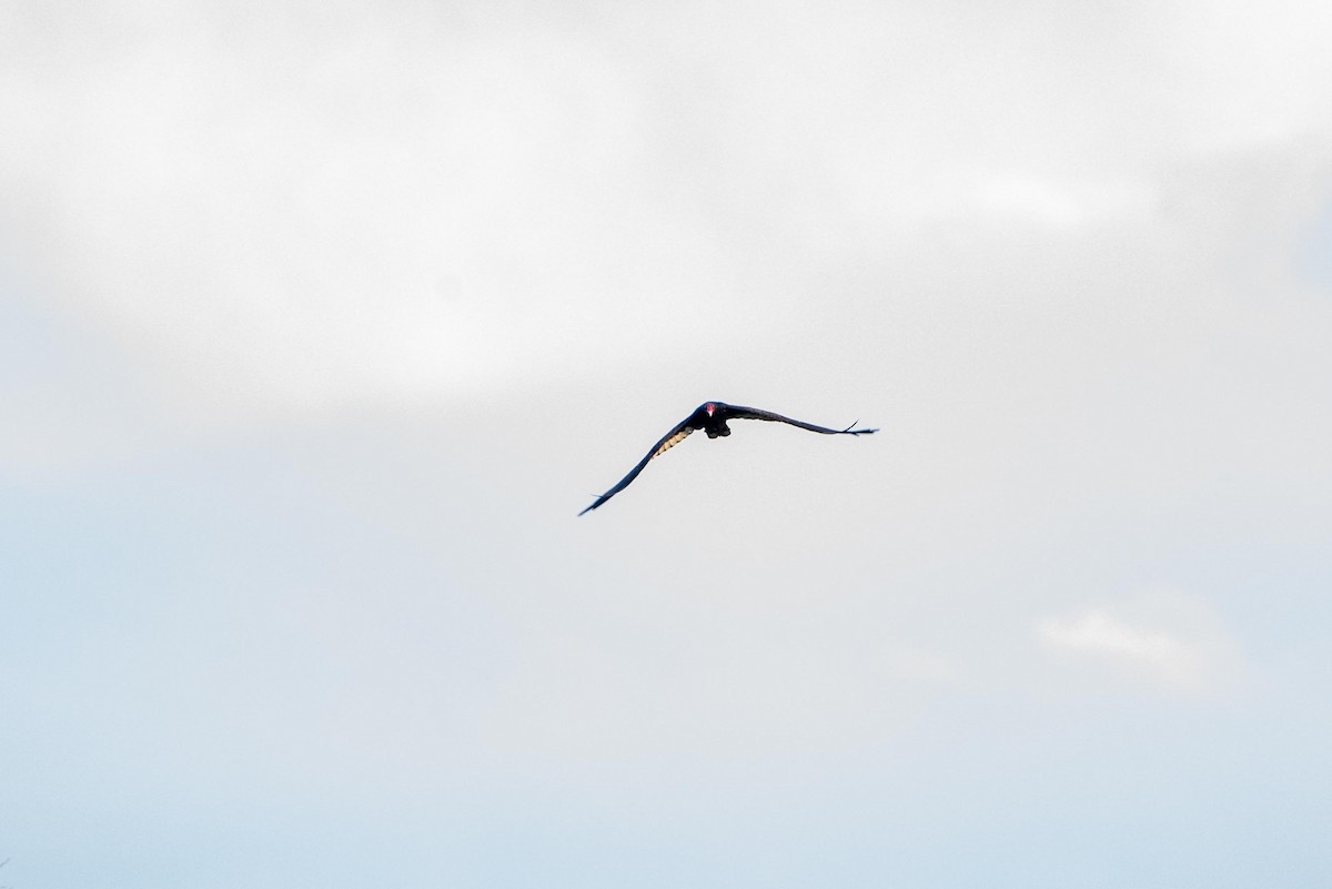 Turkey Vulture - ML613286438