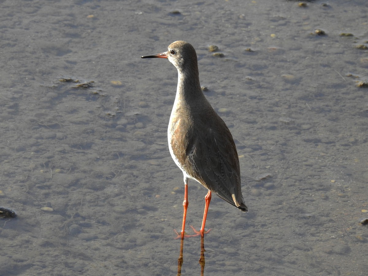 Common Redshank - ML613286457