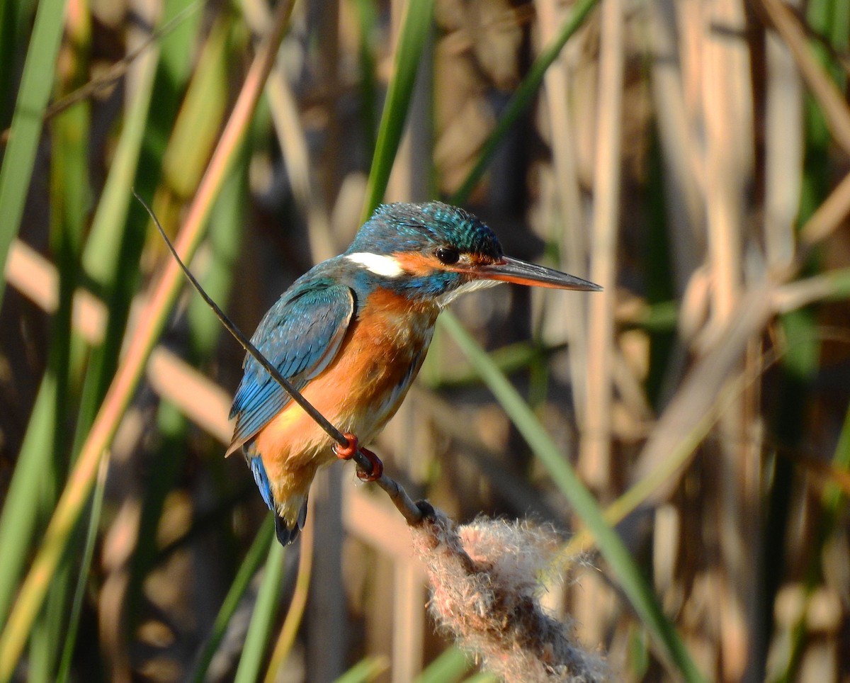 Martin-pêcheur d'Europe - ML613286476