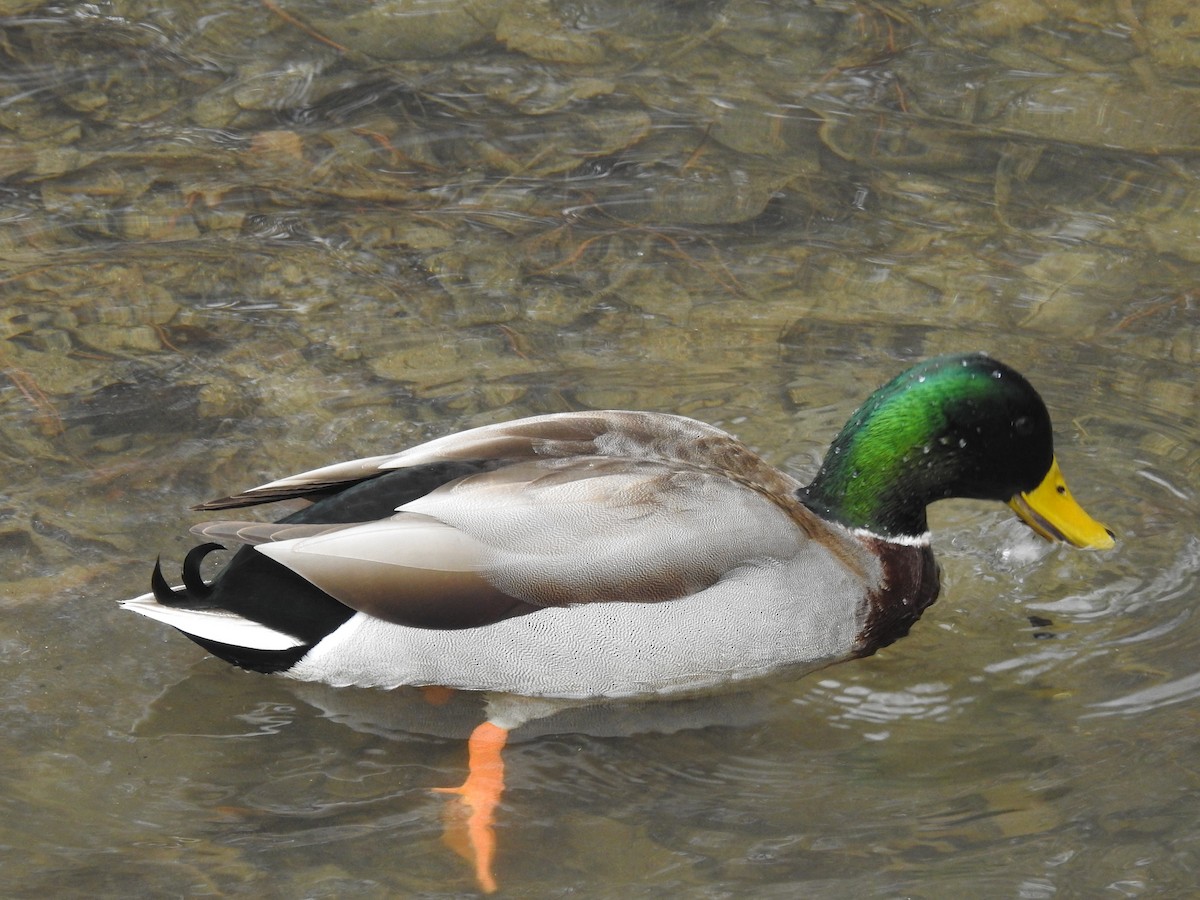 Mallard - Alex Trifunovic