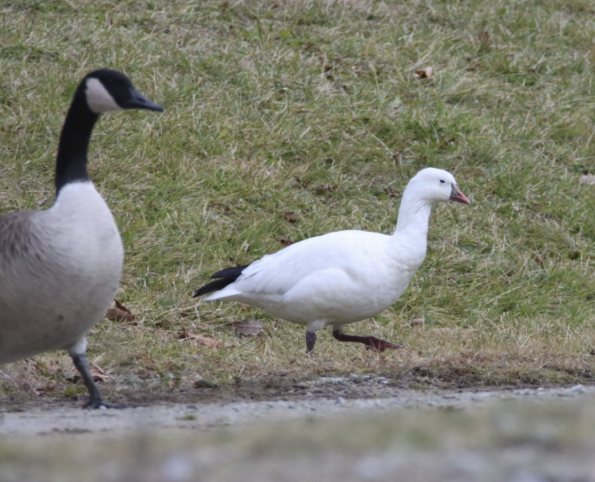 Ross's Goose - ML613286514