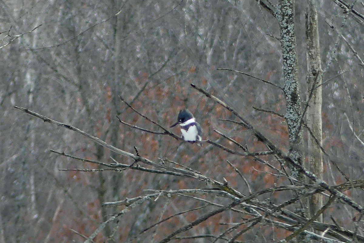 Belted Kingfisher - ML613286519