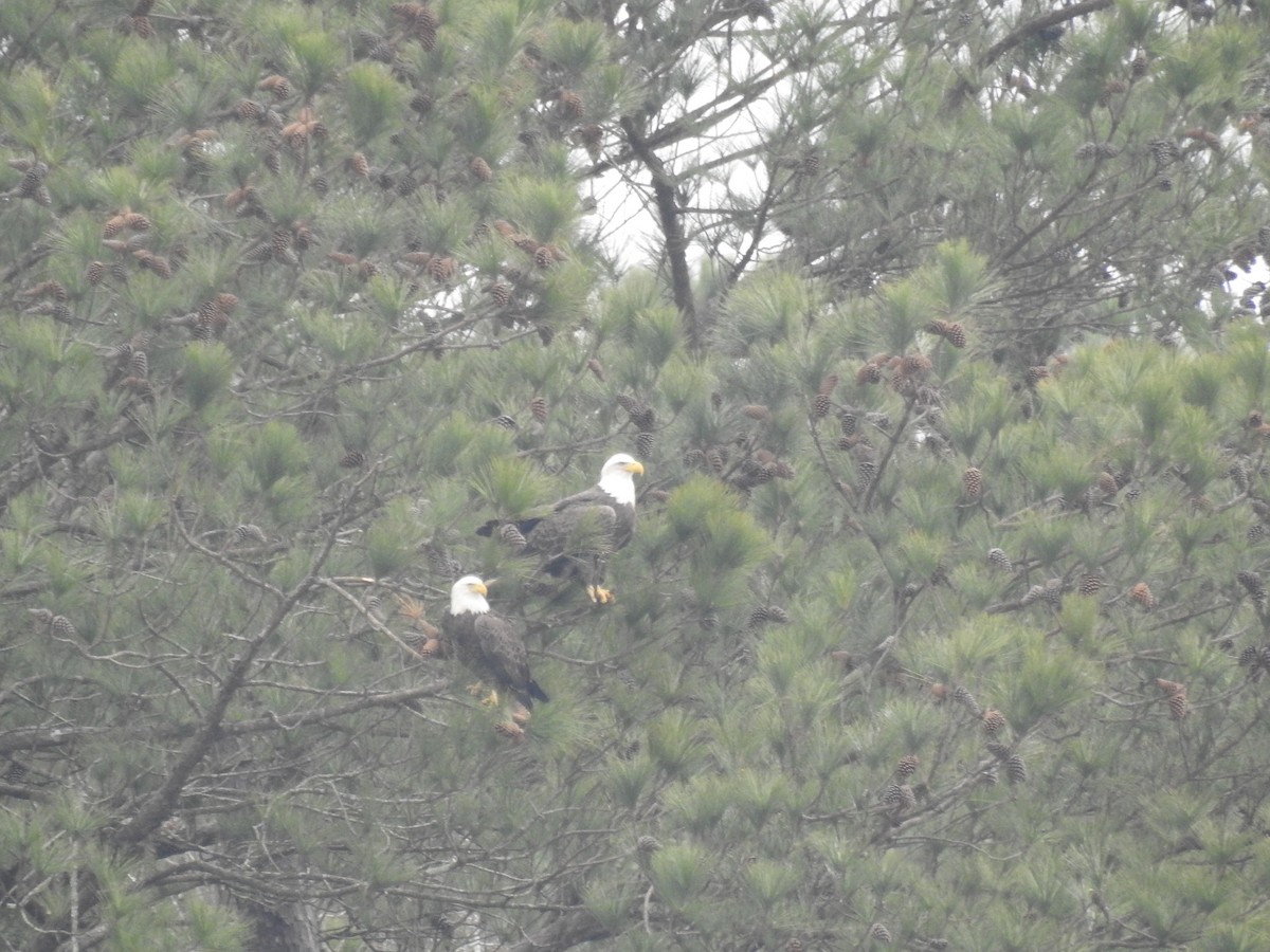 Bald Eagle - ML613286572