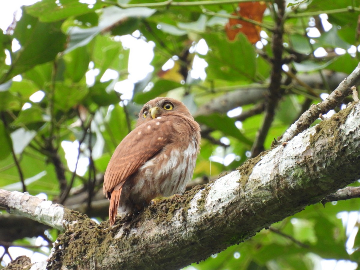 Ferruginous Pygmy-Owl - ML613286592